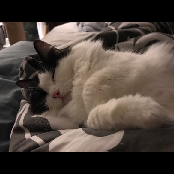 Meet your Posher, Cat - Picture 3 of 8